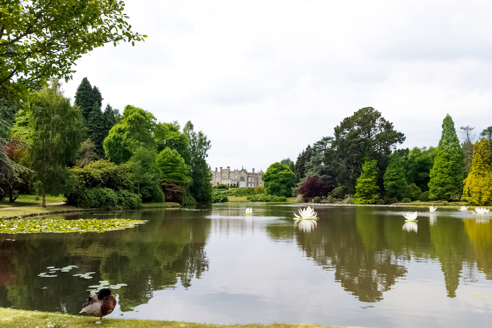 Shefield Lake with lilies - Uckfield, United Kingdom